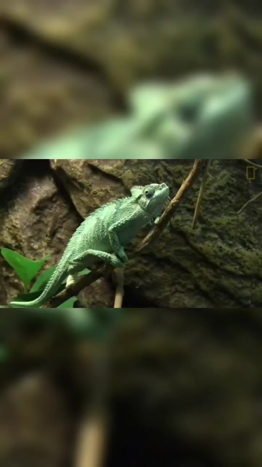 变色龙吐舌头是什么意思