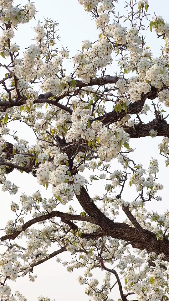 大兴梨花村赏花攻略 - 抖音
