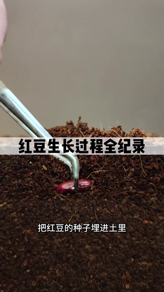 红豆成长观察日记