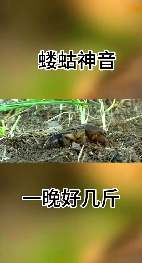 夜抓蝼蛄叫声mp3