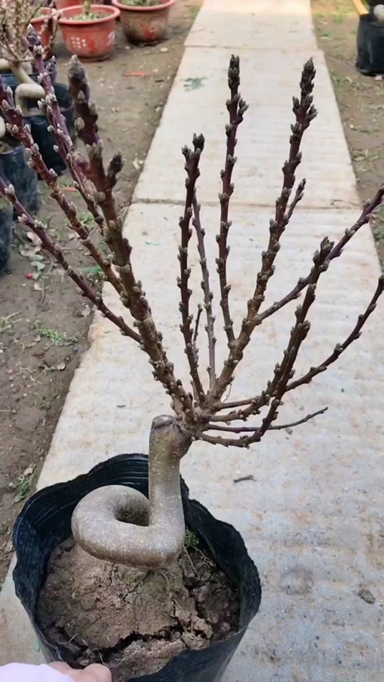 清金桃树延年益寿盆景