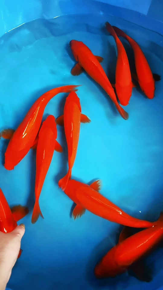 大红鲤鱼观赏鱼_大红色的鱼有哪几种观赏鱼_红色的观赏鱼有哪些品种