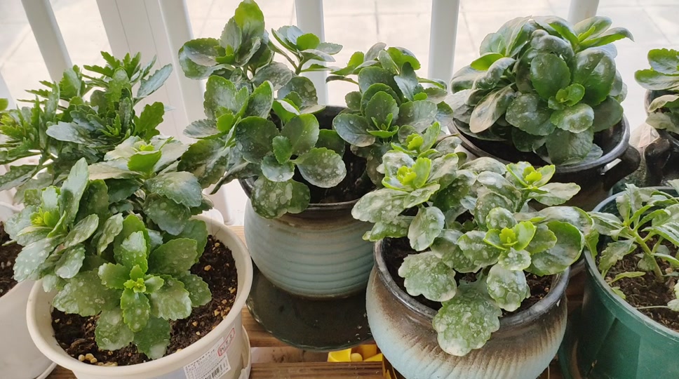 长寿花上长白色棉絮小白虫