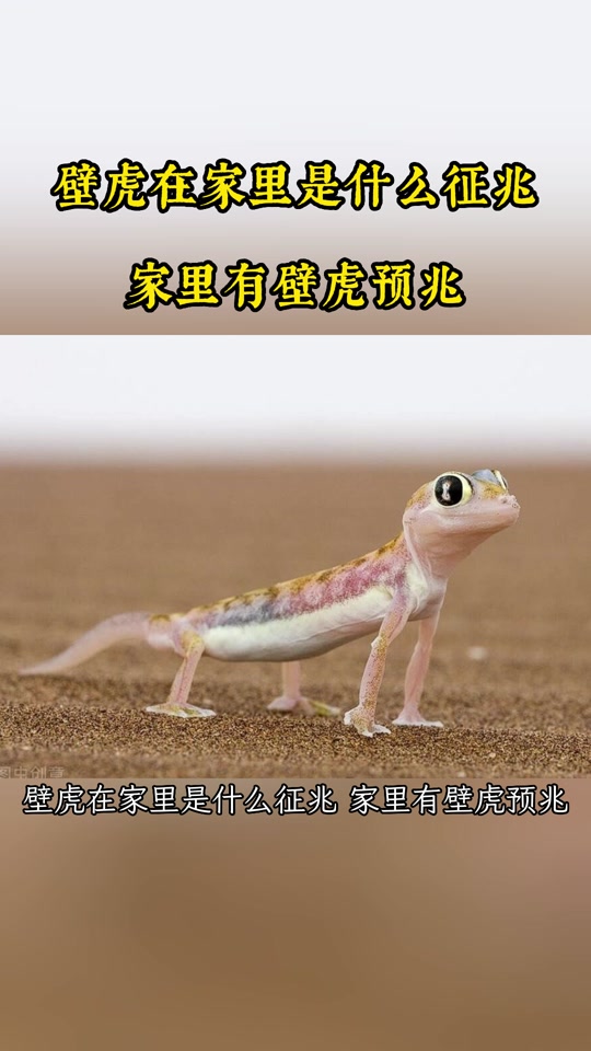 家里出现壁虎代表着什么征兆- 抖音