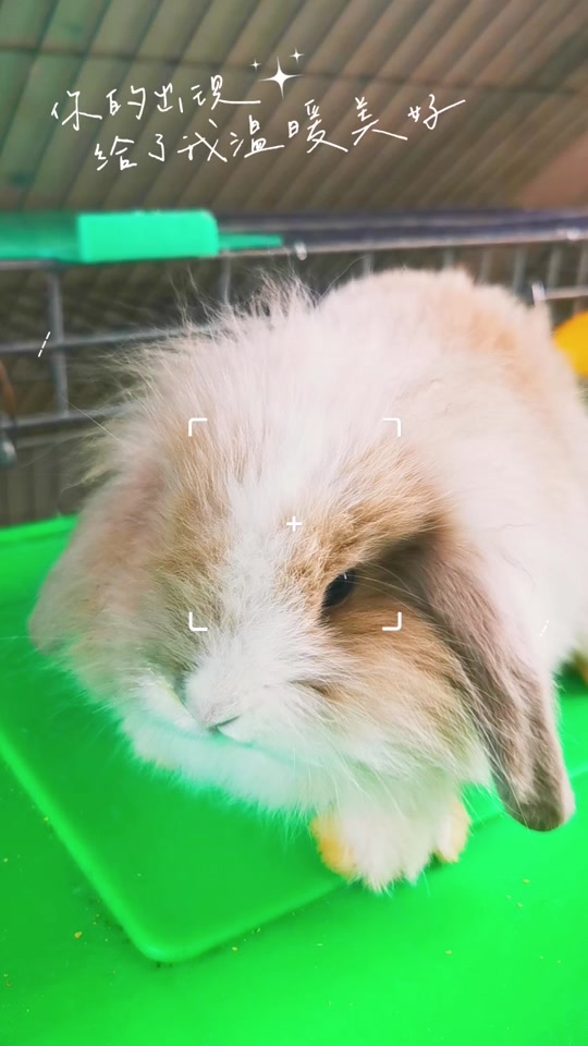 黄白道奇兔
