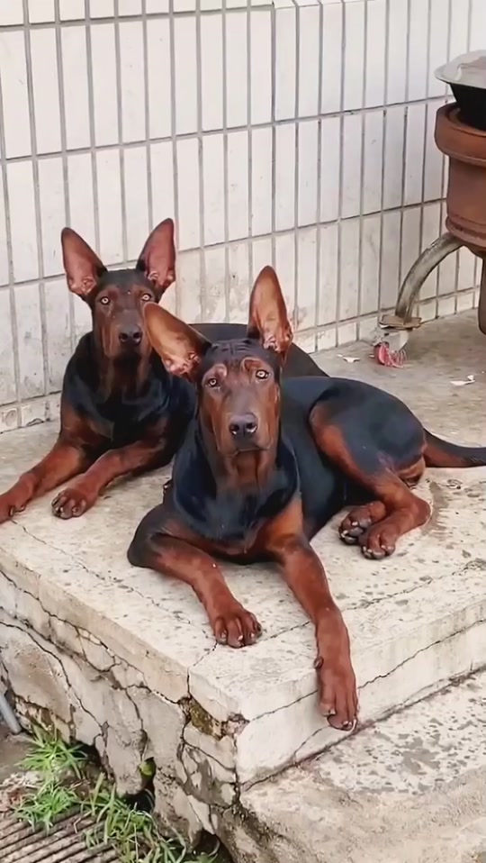 苏联红犬和莱州犬的区别 - 抖音