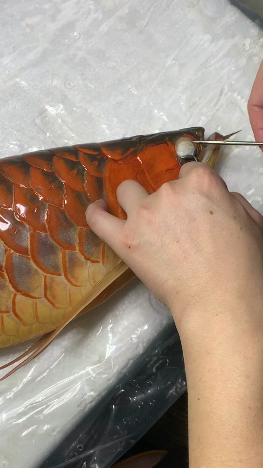 红龙鱼掉眼手术全过程_红龙鱼掉眼手术全过程图解_红龙鱼掉眼了还能