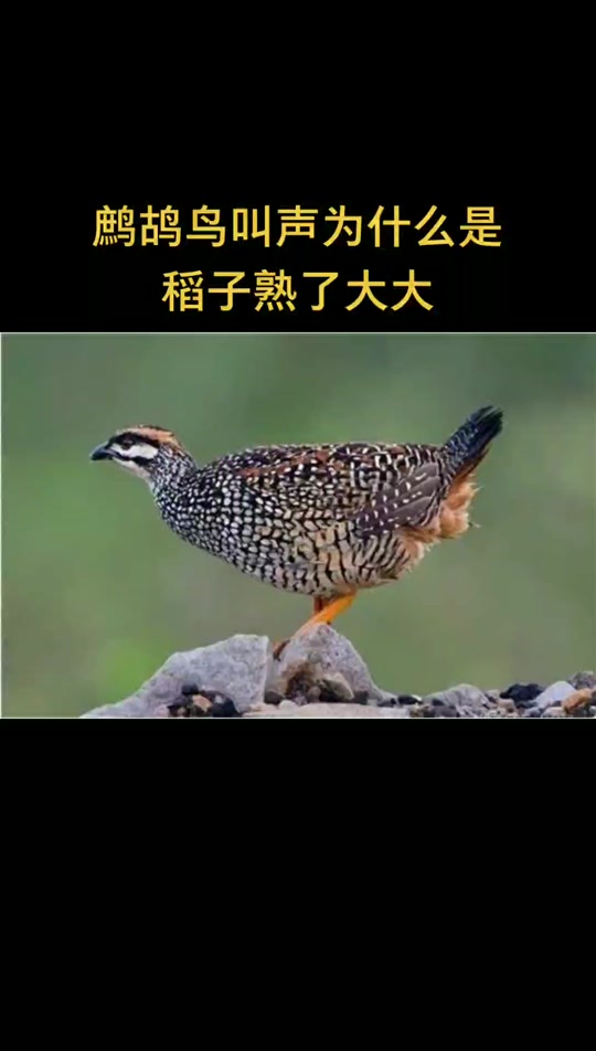 鹧鸪鸟叫声公母合叫_鹧鸪鸟叫声公母合叫怎么回事_鹧鸪鸟公母叫声加长