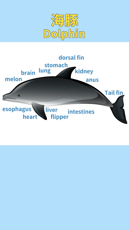 海豚英文怎么读音声音_海豚英文怎么读turtle