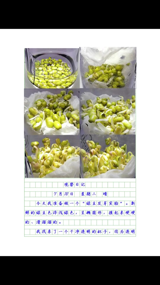 观察日记植物绿豆400字(观察日记植物绿豆400字怎么写)