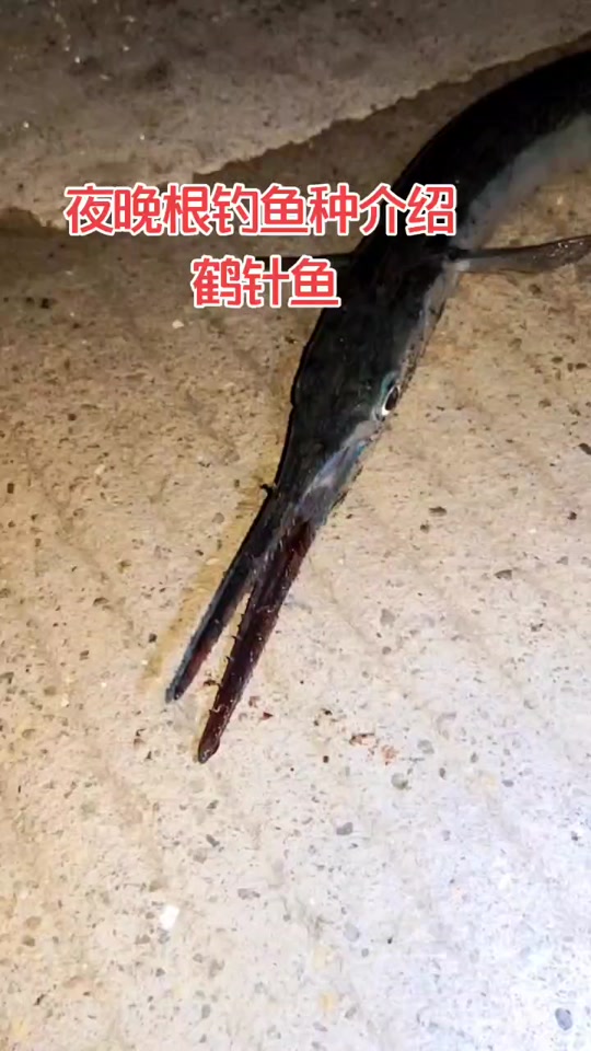 鹤针鱼是淡水还是海水