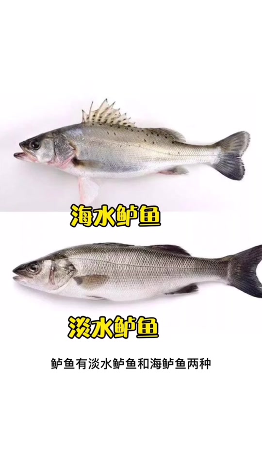 淡水鱼种类有哪些 - 抖音