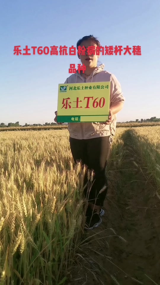 60公分矮杆特大穗小麦新品种 - 抖音