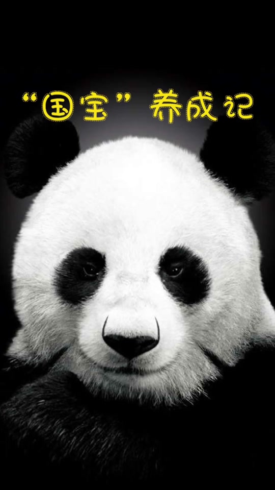 大熊猫为什么要吃那么多竹子百科在线
