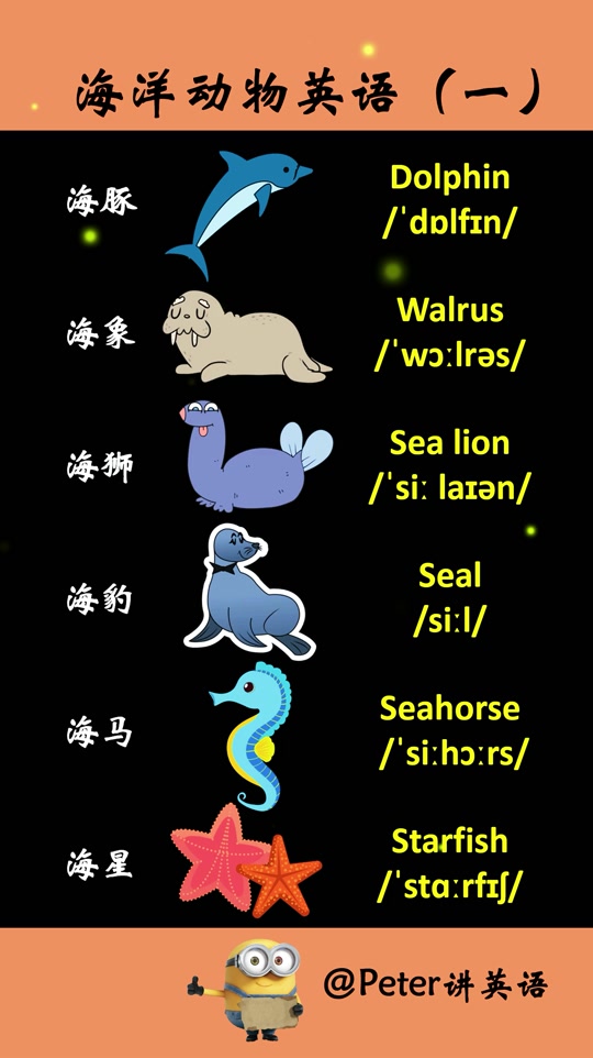 海豚英文怎么读音声音_海豚英文怎么读turtle