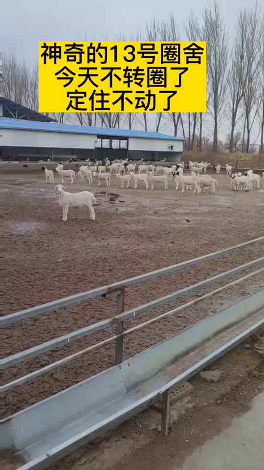 有什么方法可以让羊一动不动 - 抖音