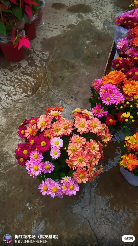 菊美人孩子_到底哪种才是美人菊