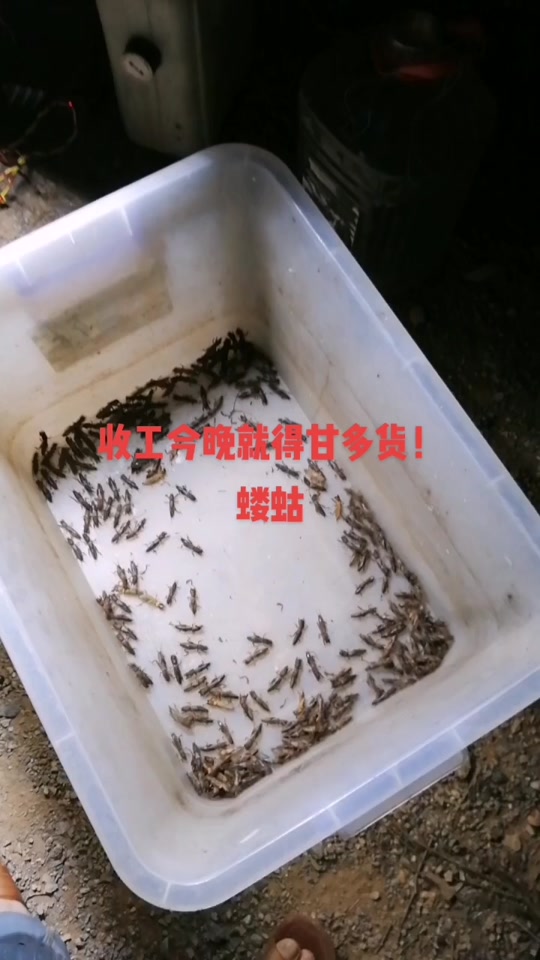 夜抓蝼蛄叫声mp3