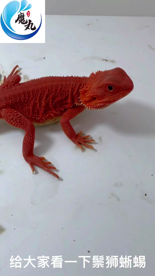 红系鬃狮蜥_红系鬃狮蜥如何区分等级_红系鬃狮蜥的发色过程 - 抖音
