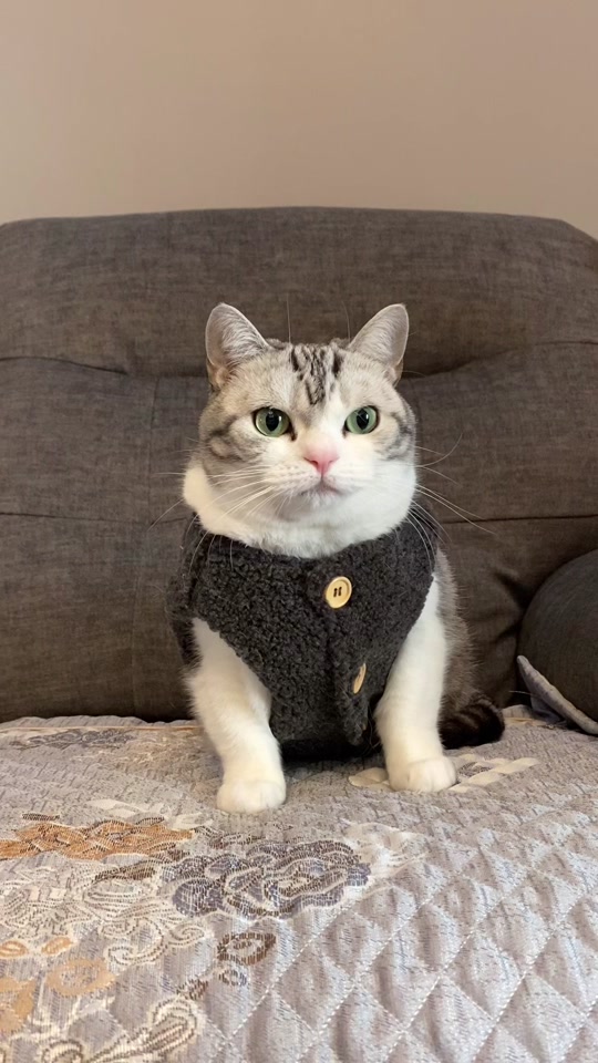 河卜卜的momo酱 米兔_河卜卜momo酱小猫咪_河卜卜与momo酱 - 抖音