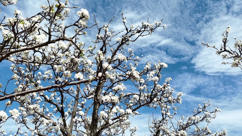 2024万溪冲梨花节攻略 - 抖音