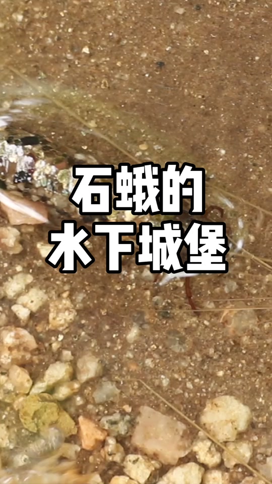 石蚕蛾幼虫如何保持鲜活_石蚕蛾幼虫房子