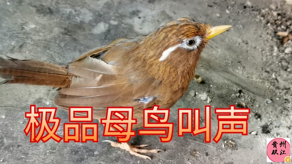 母画眉找幼鸟叫声 - 抖音