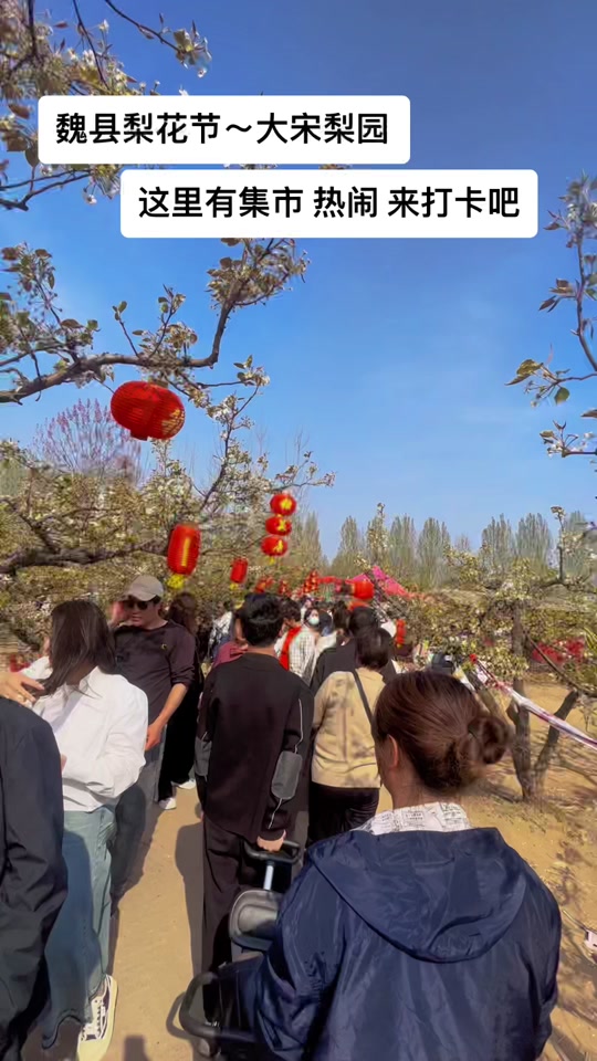 魏县梨花节大宋梨园在哪g村 - 抖音
