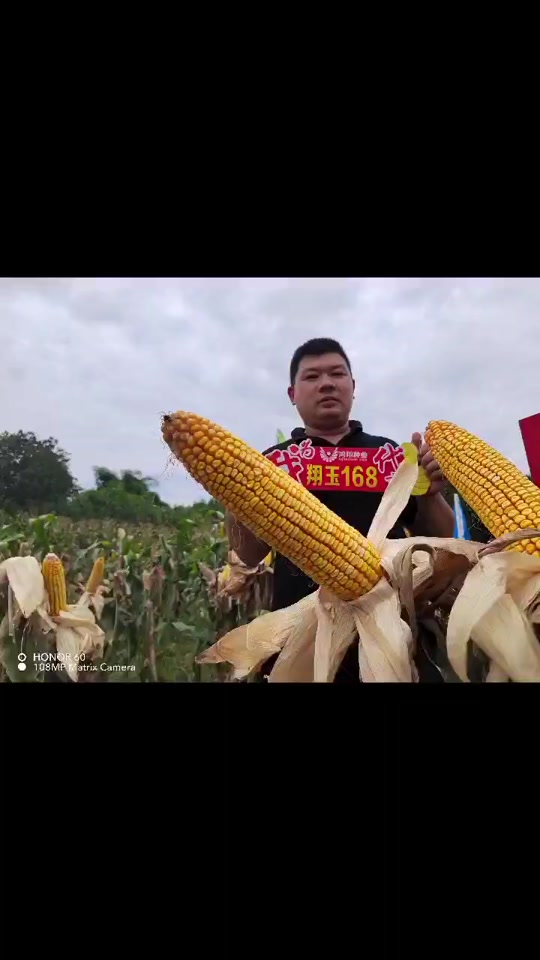 翔玉168玉米品种特征特性介绍一下_翔玉368怎么样