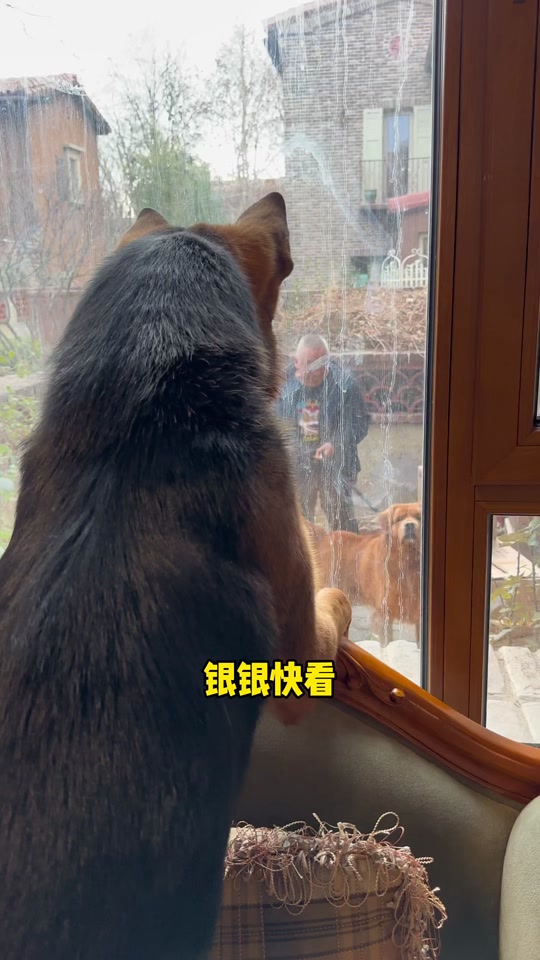 银子和王子是什么品种的狗 - 抖音