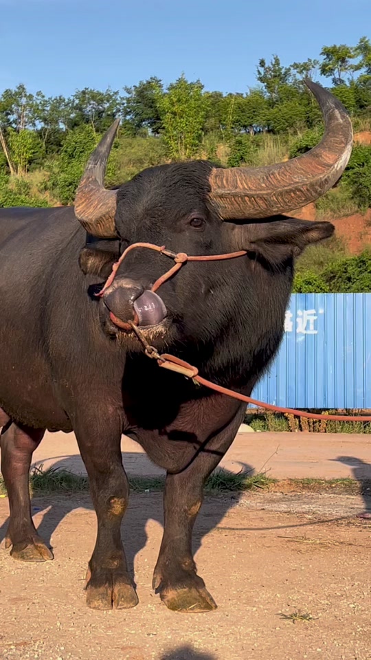 打败黑霸王的牛王_2022最新牛王冠军