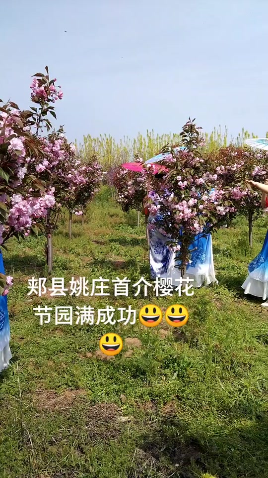 姚庄乡三郎庙樱花节今年是第几届 - 抖音