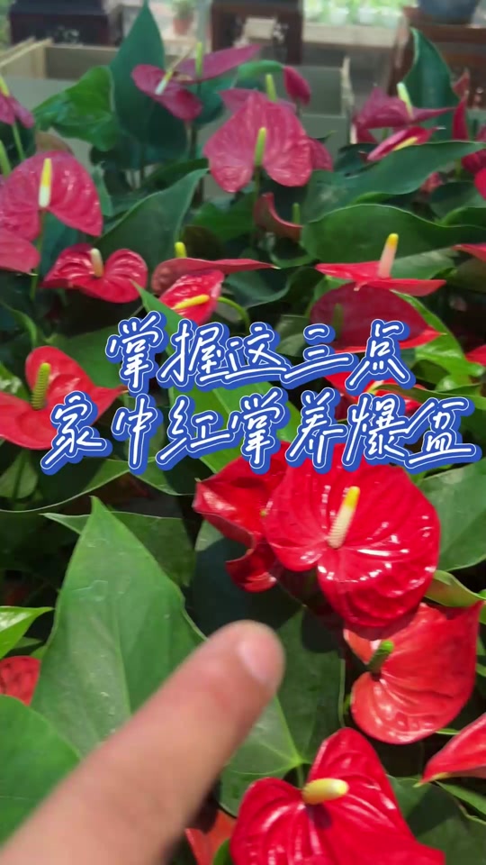 红掌拨清波_红掌拨清波什么意思_红掌拨清波的清是颜色吗 - 抖音