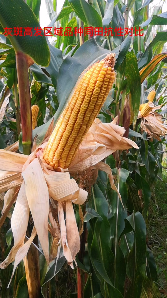 翔玉168玉米品种特征特性介绍一下_翔玉368怎么样