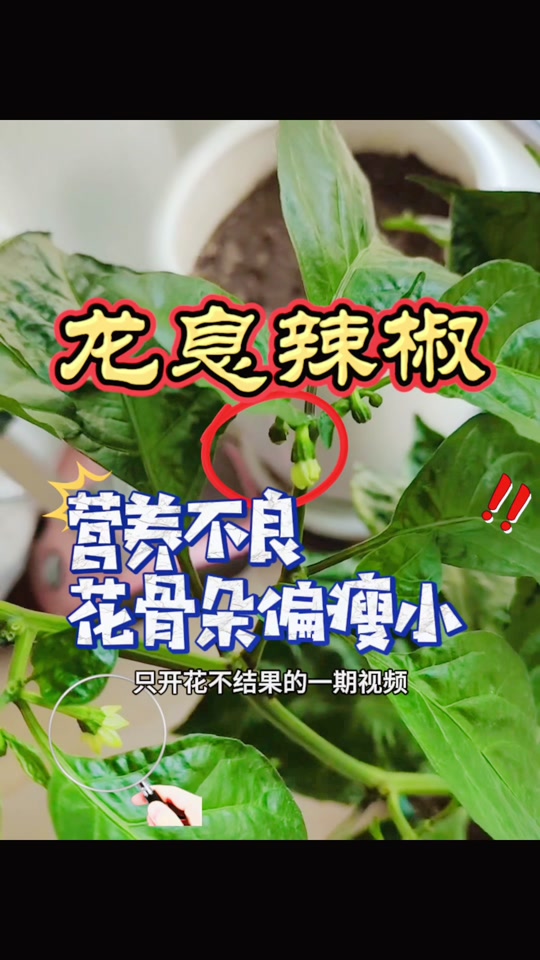 魔兽世界龙息辣椒的使用方法 - 抖音