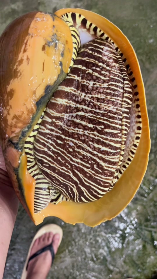 北海油螺一般多少一斤