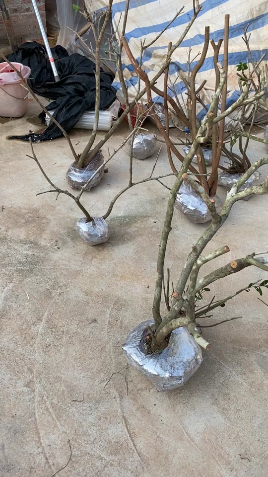 清金桃树延年益寿盆景