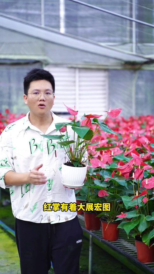 红掌拨清波_红掌拨清波什么意思_红掌拨清波的清是颜色吗 - 抖音