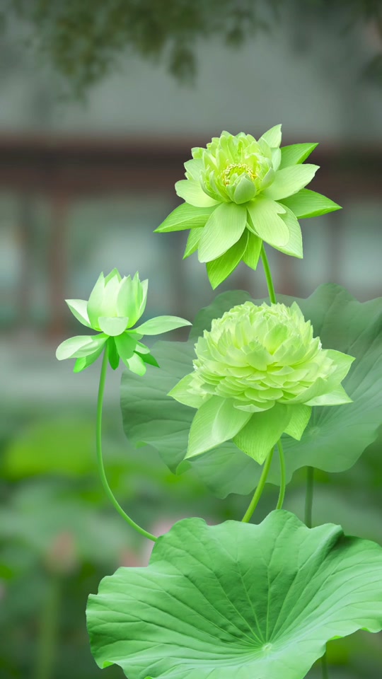 招好运的风景头像_好运招财风景头像_好运招财风景微信头像2021 - 抖