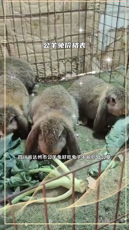 兔苗批发10元一只