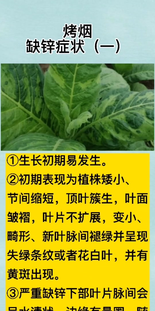烤烟缺锌的症状