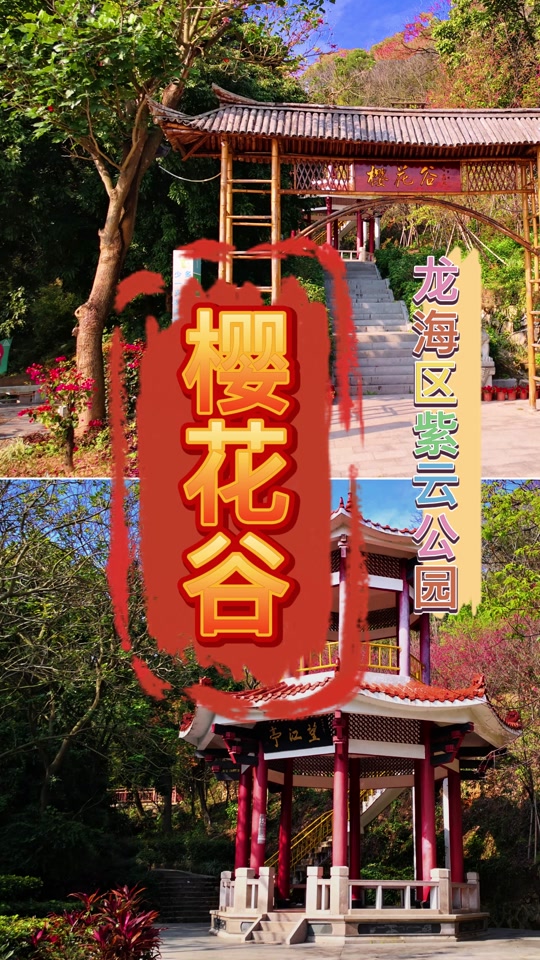 龙海紫云岩樱花_龙海紫云岩樱花谷_龙海市紫云岩景点 - 抖音
