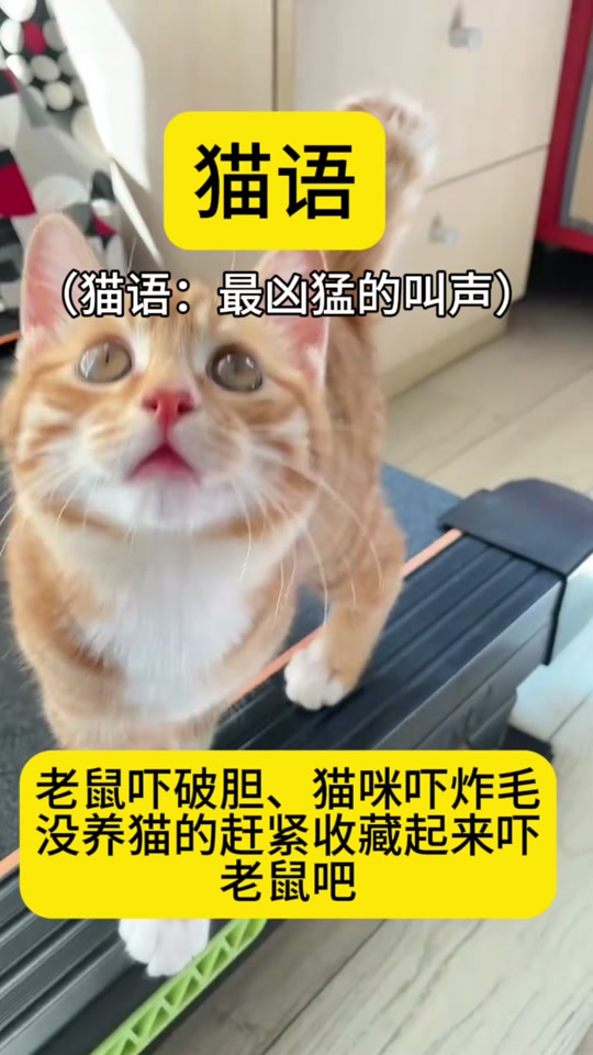 猫吓老鼠的叫声_最能吓死老鼠的叫声10分钟