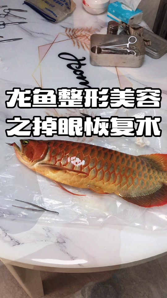 红龙鱼掉眼手术全过程_红龙鱼掉眼手术全过程图解_红龙鱼掉眼了还能