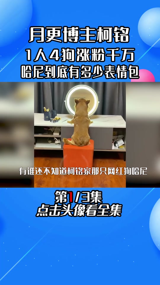 哈尼狗路人视角_哈尼是条狗_狗狗哈尼的主人 - 抖音