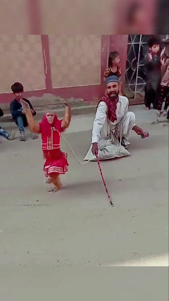 印度猴子跳舞