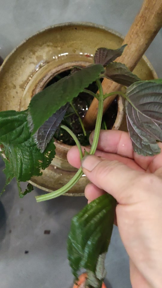 昭彭山妞:腌芋头杆儿你们这样搞过没有?