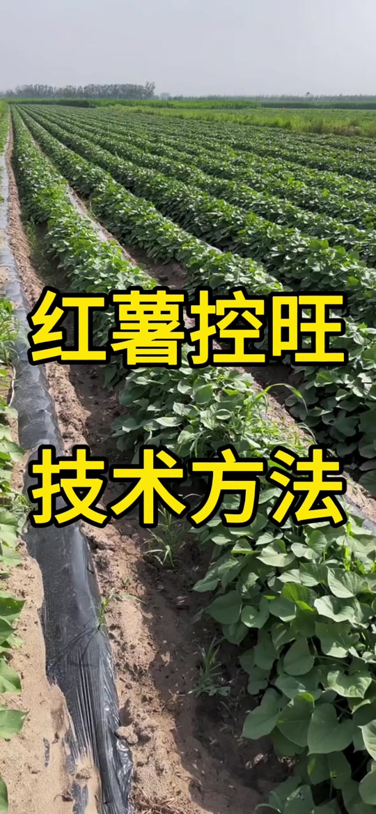 烯效唑红薯上控旺的正确使用方法 - 抖音