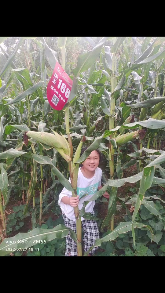 翔玉168玉米品种特征特性介绍一下_翔玉368怎么样