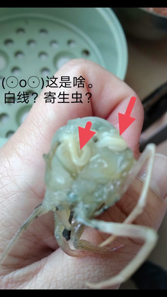 虾头里的线状物是寄生虫?假